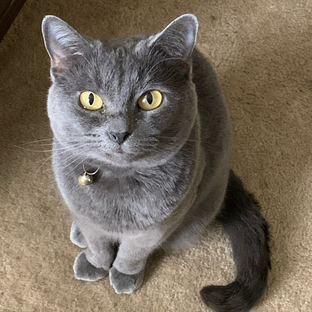 Meet your Posher, Susan